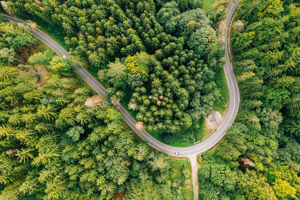 top view photography of pine trees and road